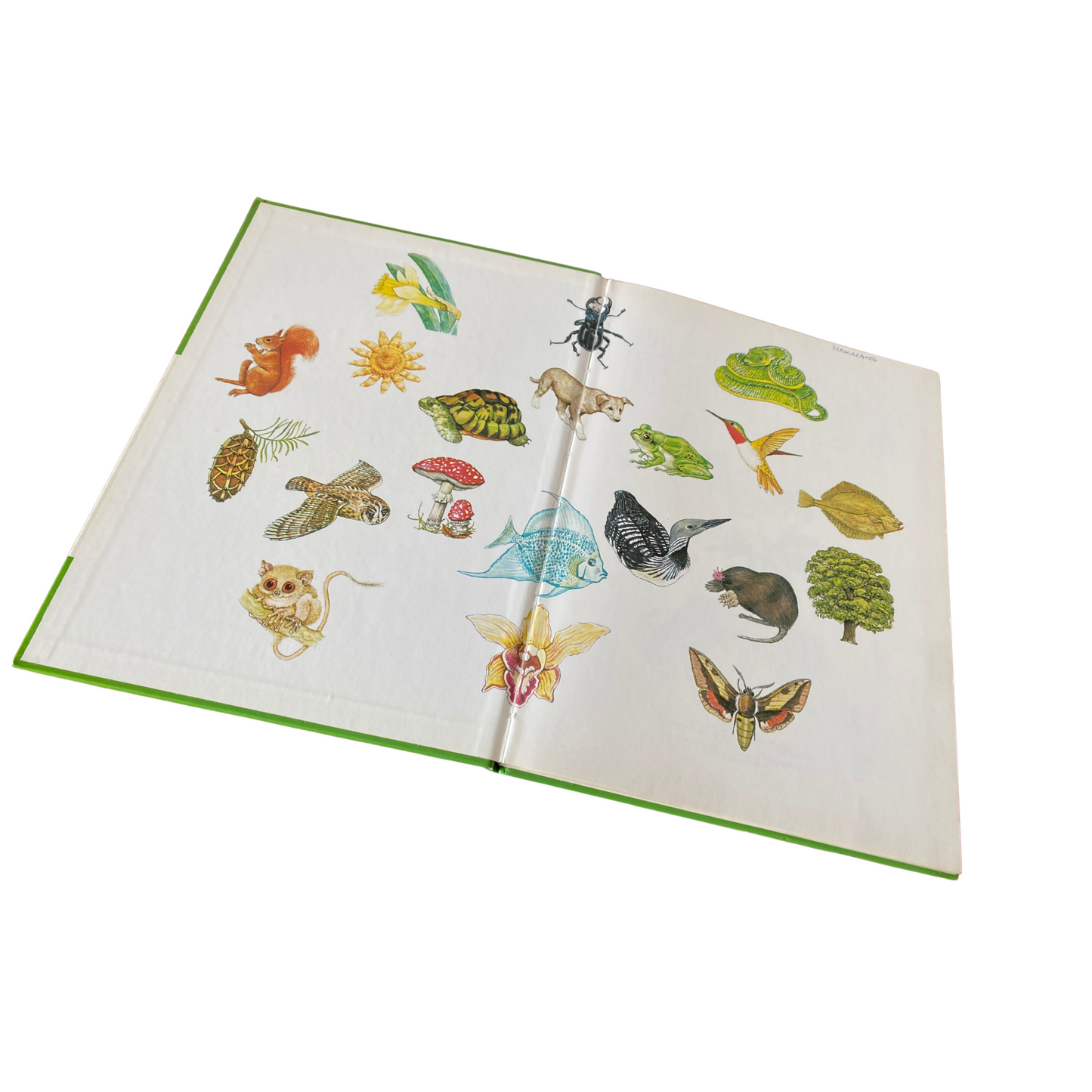 Vintage picture book. Purnell’s Picture Dictionary of Nature, 1980. Great gift idea. Beautiful illustrations.