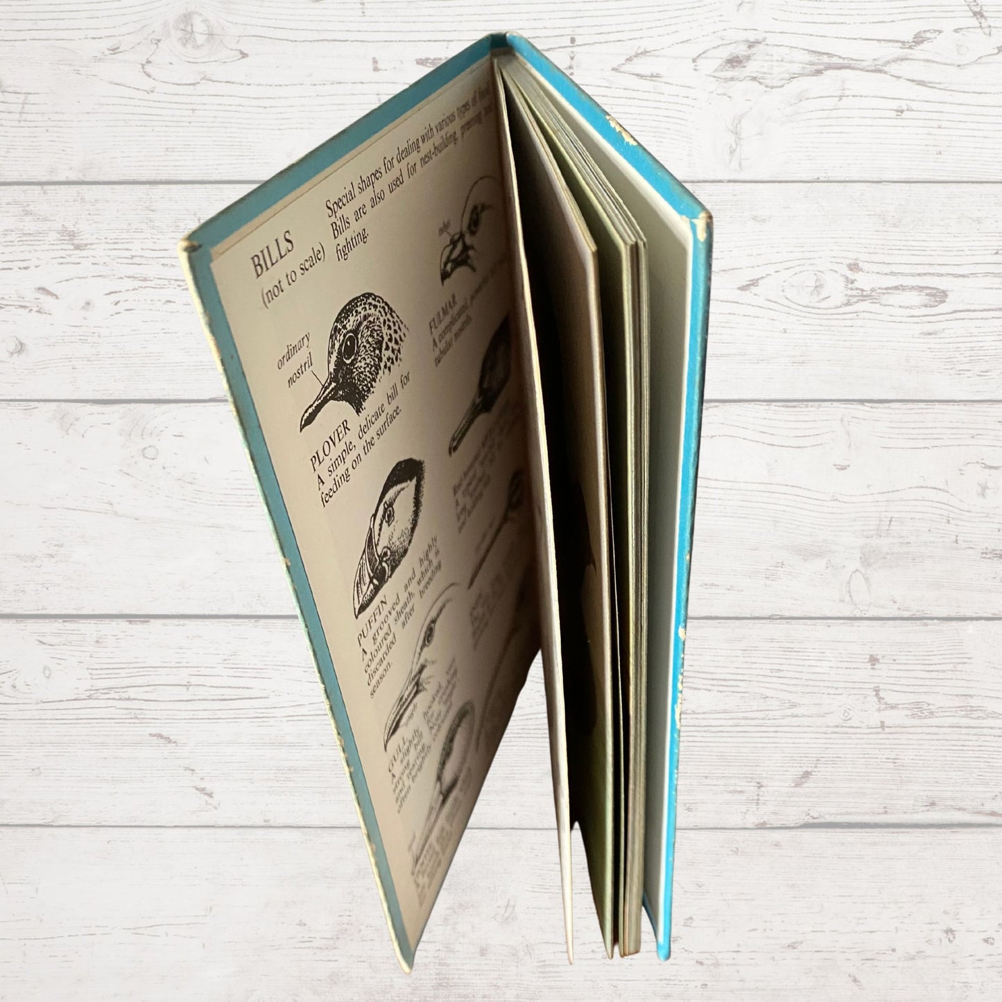 Vintage 1960s Ladybird Book: Sea and Estuary Birds. Series 536. Great gift idea