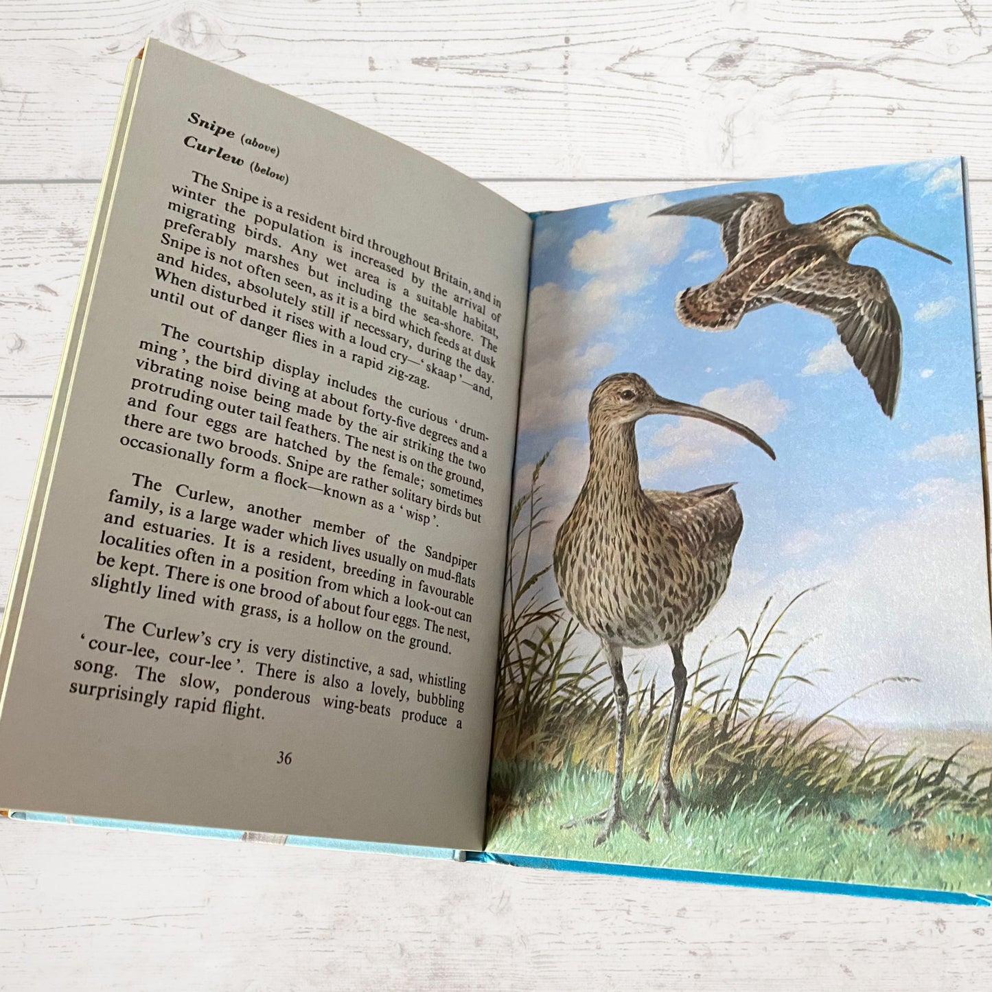 Vintage 1960s Ladybird Book: Sea and Estuary Birds. Series 536. Great gift idea