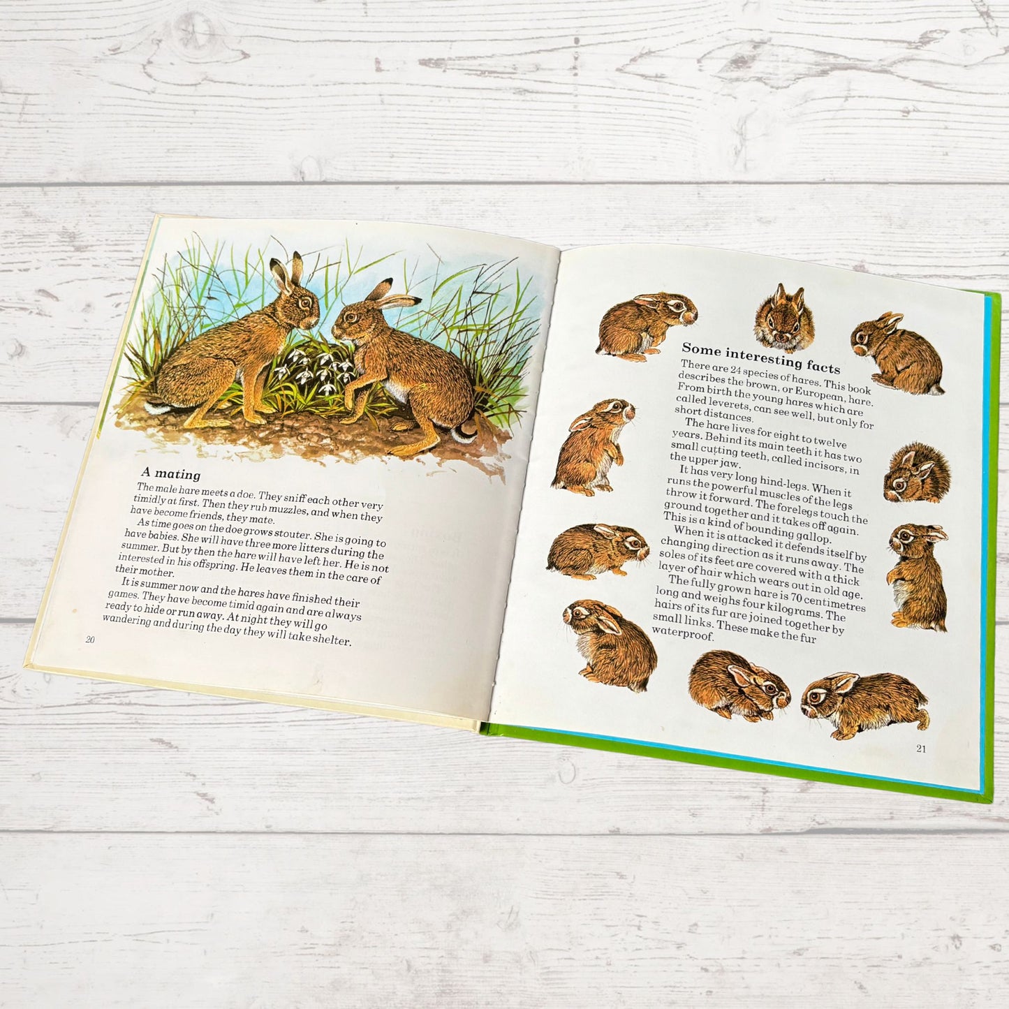 Vintage 1970s Children's Book: The Hare   - Beautifully Illustrated Educational Hardback Animal  & Nature Facts