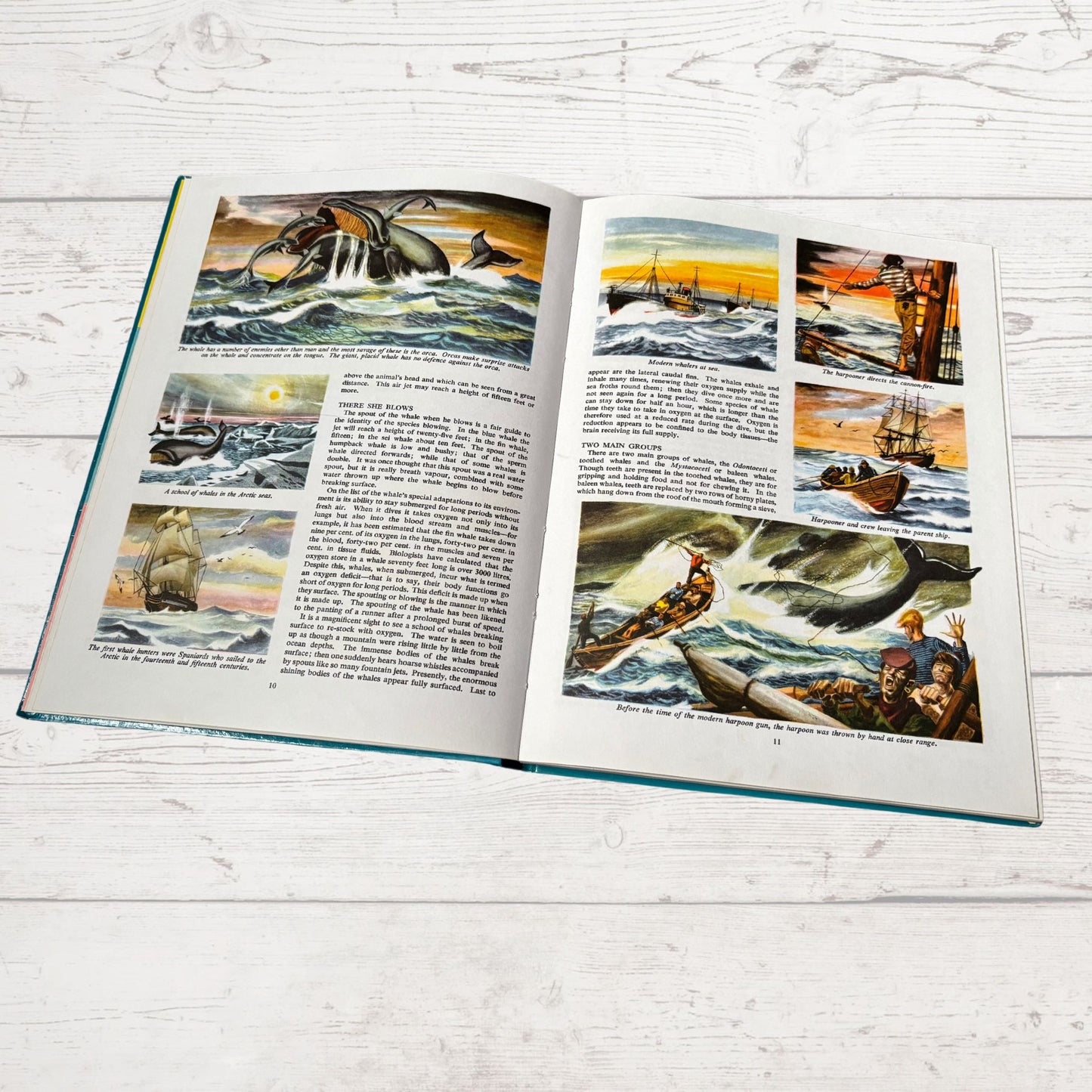 Vintage 1960s Children's Book: Wildlife - Beautifully Illustrated Colourful Hardback Encyclopaedia