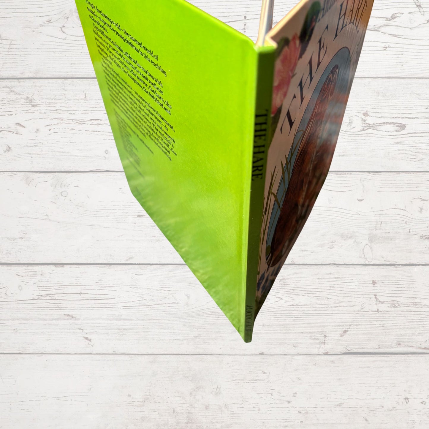 Vintage 1970s Children's Book: The Hare   - Beautifully Illustrated Educational Hardback Animal  & Nature Facts