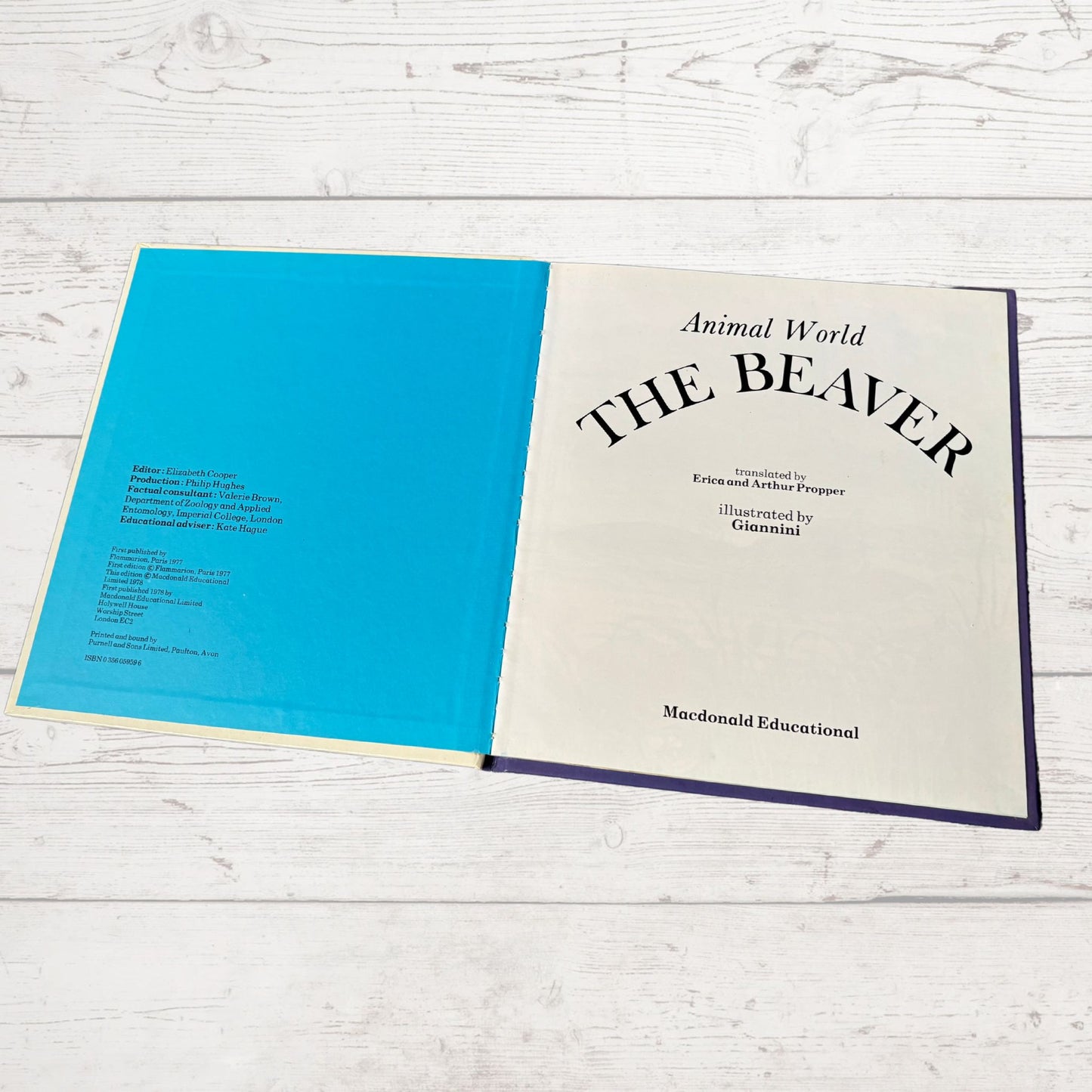 Vintage 1970s Children's Book: The Beaver  - Beautifully Illustrated Educational Hardback Animal & Nature Facts