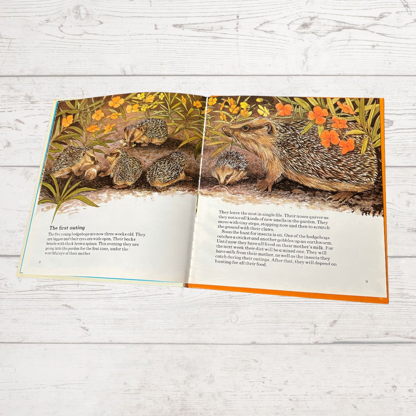 Vintage 1970s Children's Book: The Hedgehog  - Beautifully Illustrated Educational Hardback Animal & Nature Facts