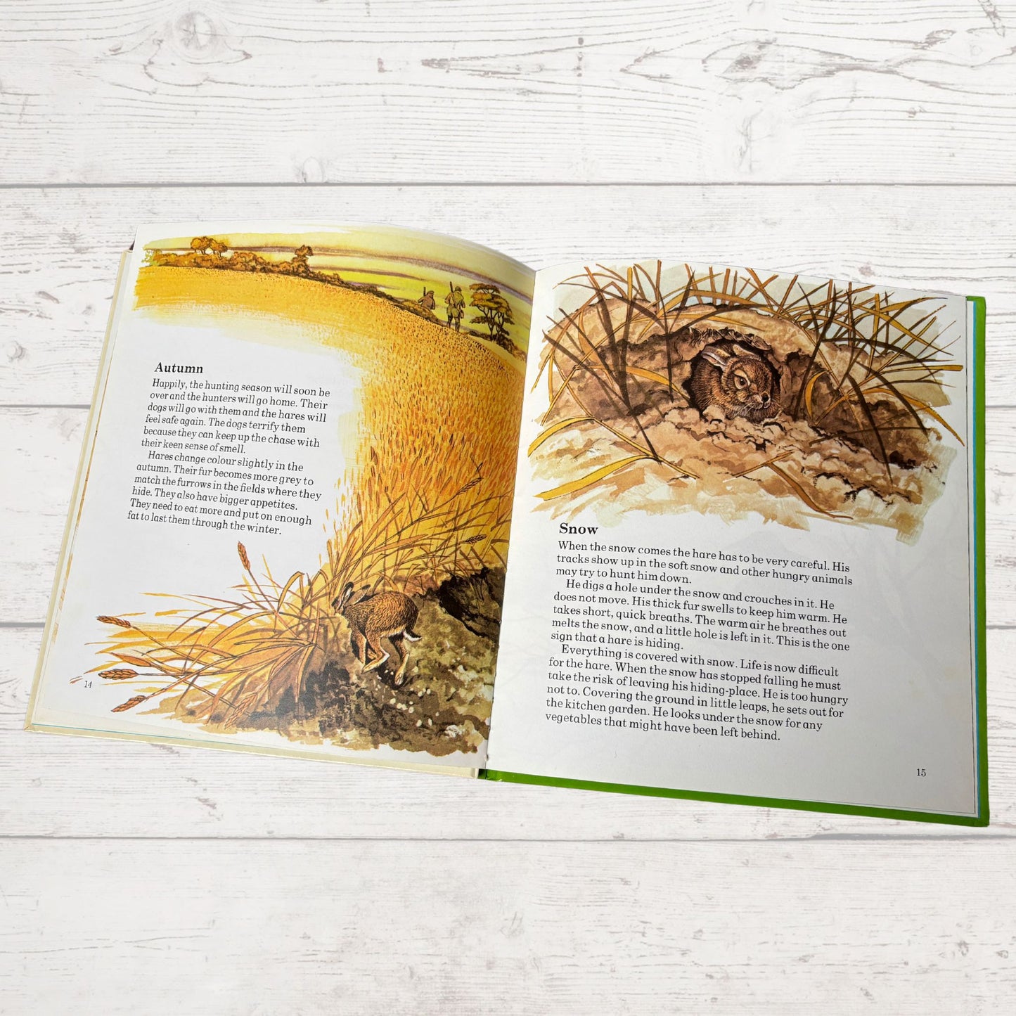 Vintage 1970s Children's Book: The Hare   - Beautifully Illustrated Educational Hardback Animal  & Nature Facts