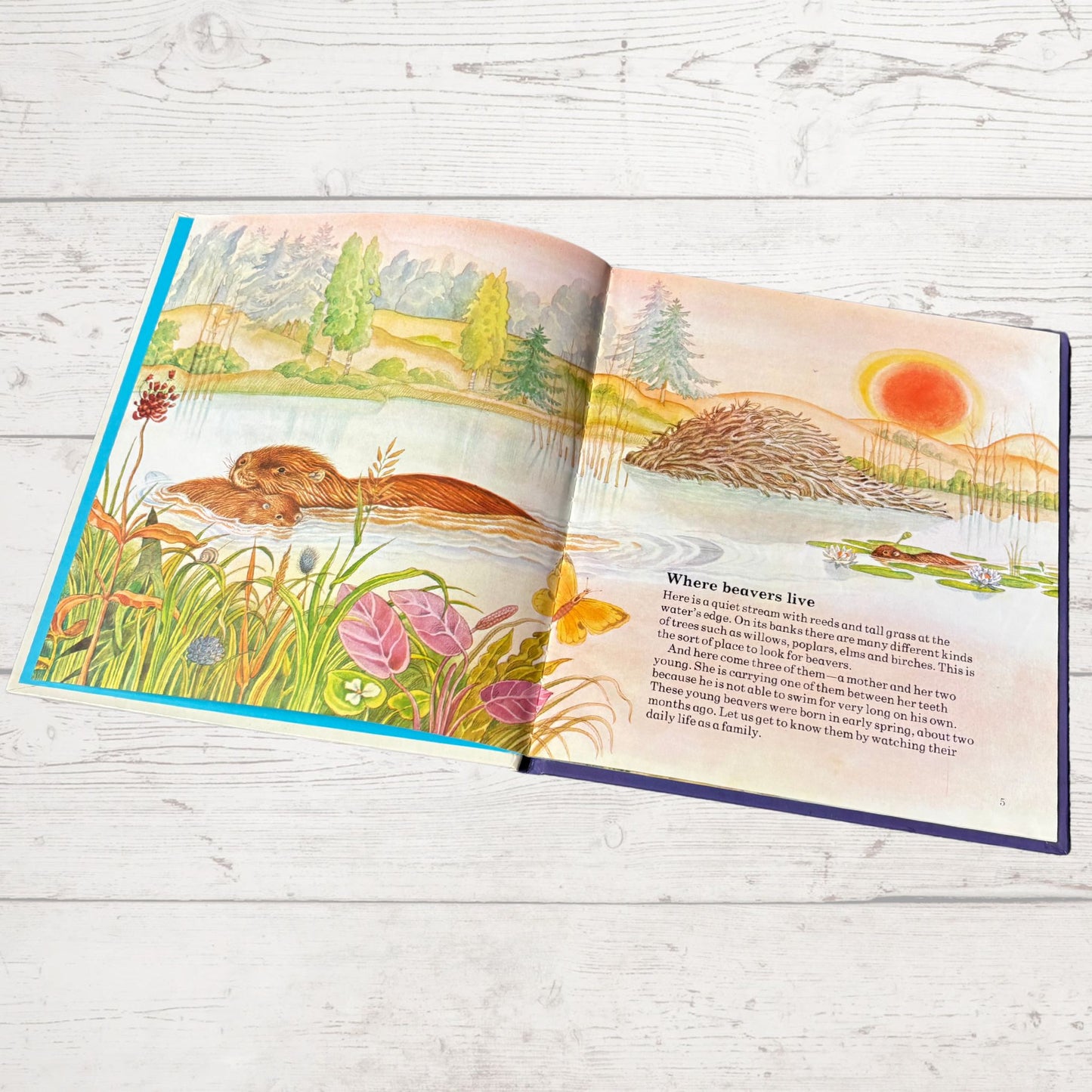 Vintage 1970s Children's Book: The Beaver  - Beautifully Illustrated Educational Hardback Animal & Nature Facts