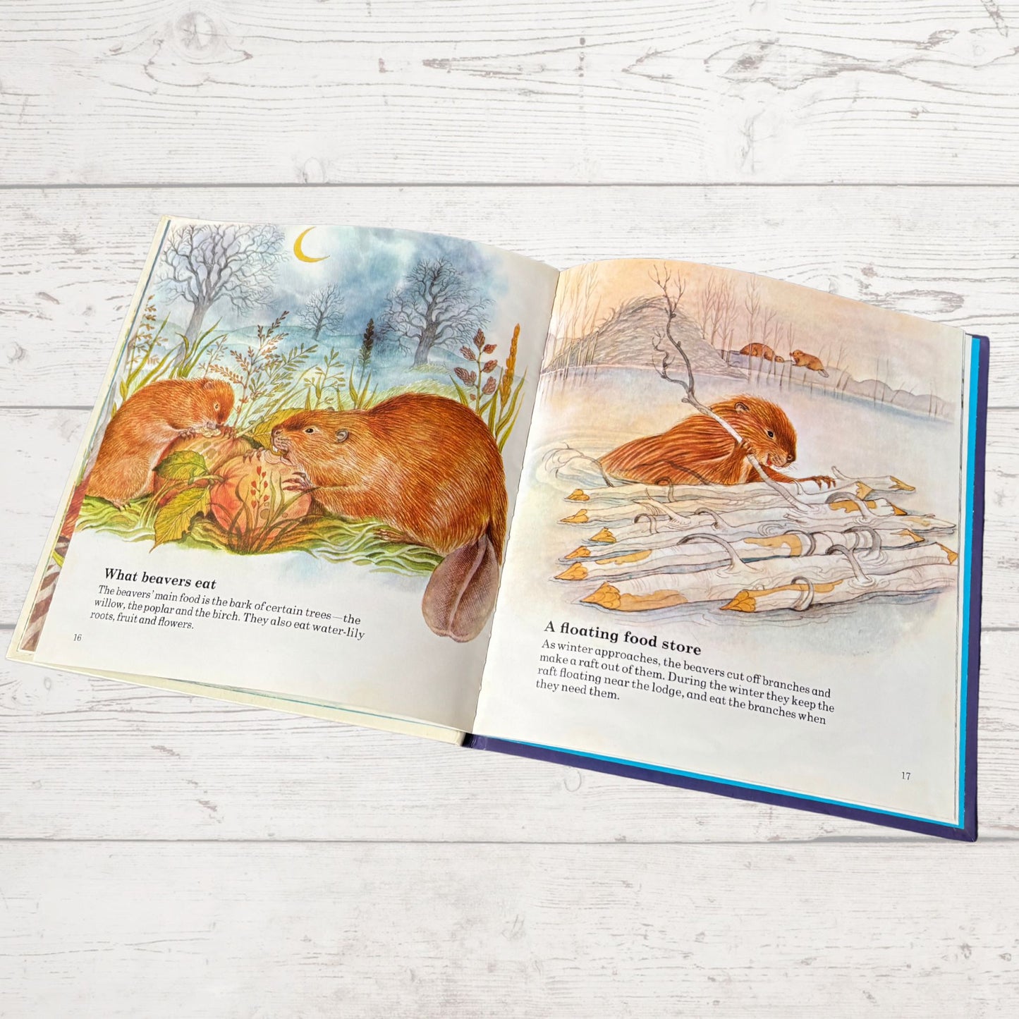 Vintage 1970s Children's Book: The Beaver  - Beautifully Illustrated Educational Hardback Animal & Nature Facts