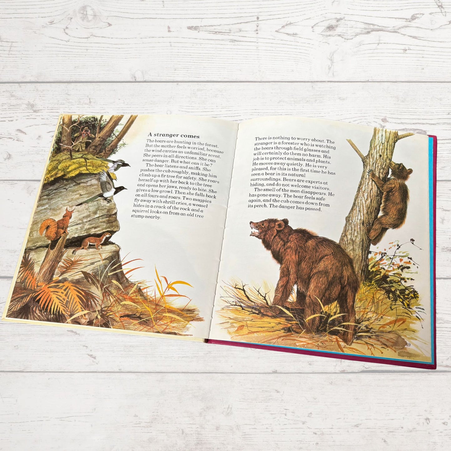 Vintage 1970s Children's Book: The Bear - Beautifully Illustrated Educational Hardback Animal & Nature Facts
