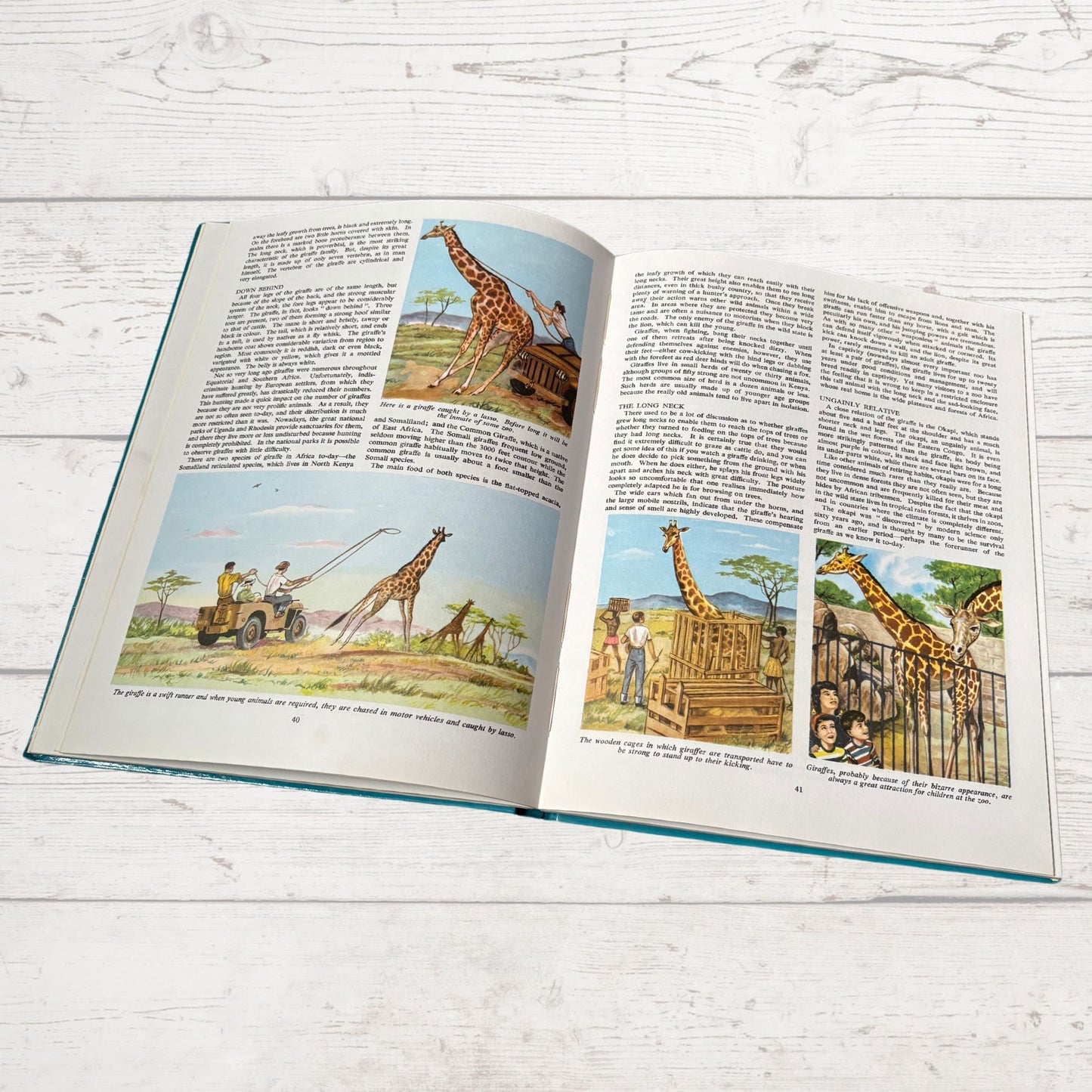 Vintage 1960s Children's Book: Wildlife - Beautifully Illustrated Colourful Hardback Encyclopaedia