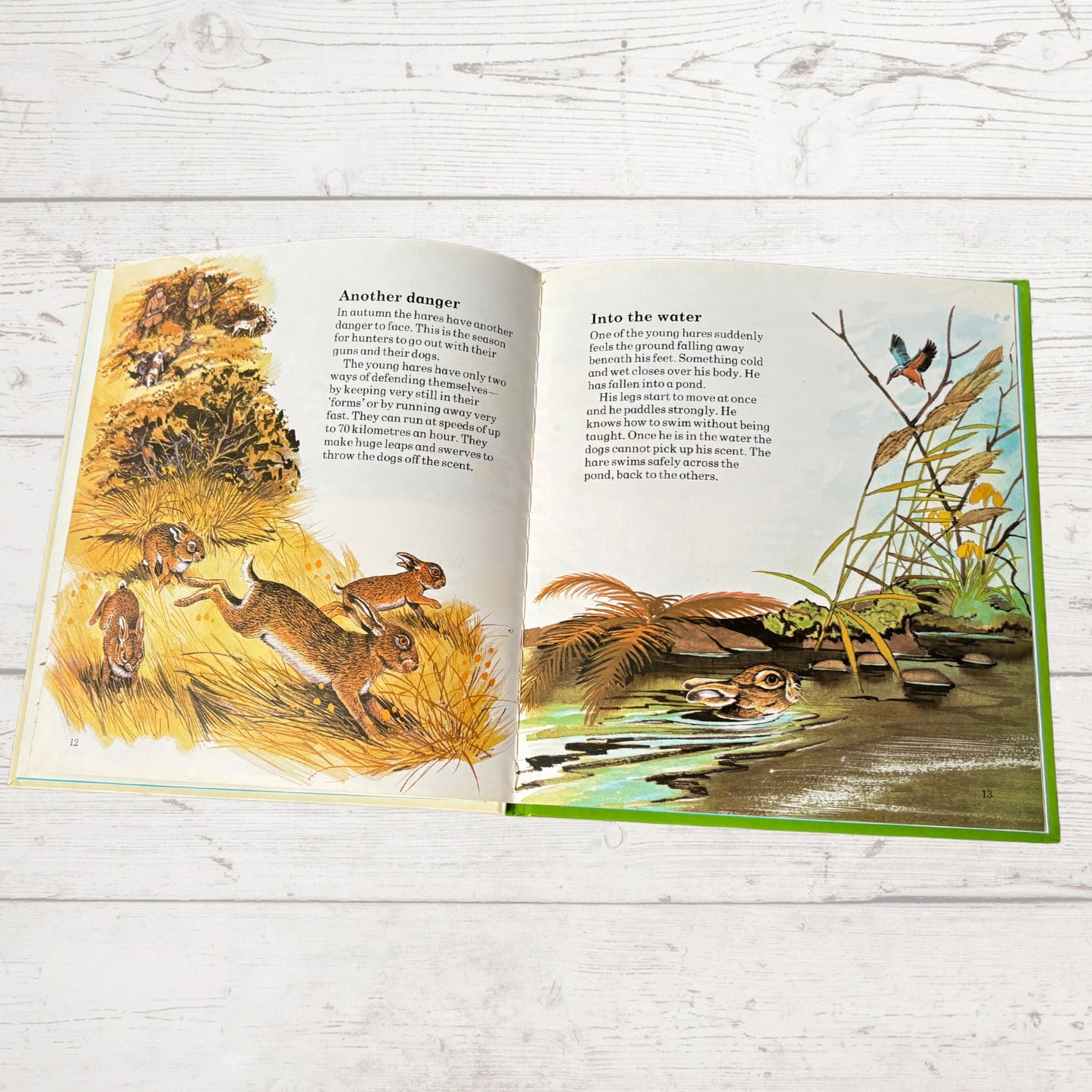 Vintage 1970s Children's Book: The Hare   - Beautifully Illustrated Educational Hardback Animal  & Nature Facts
