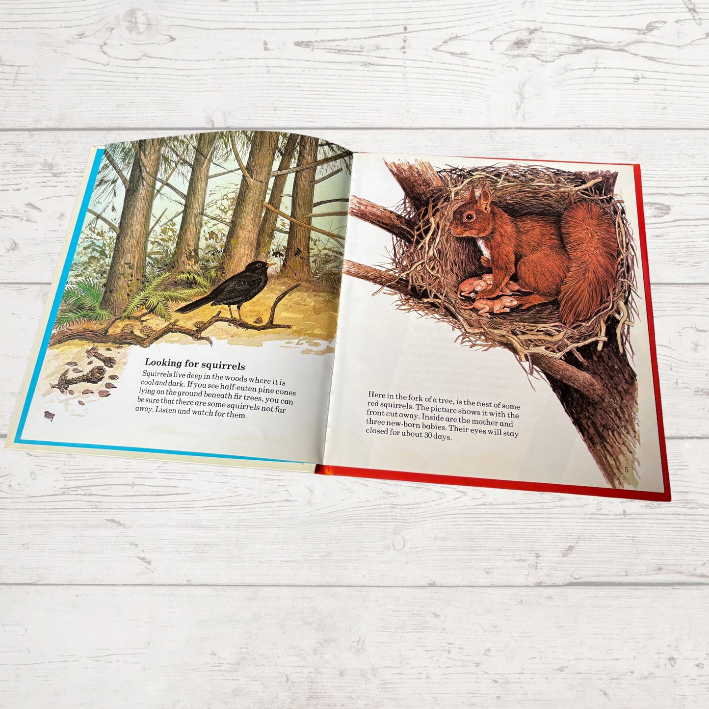 Vintage 1970s Children's Book: The Squirrel  - Beautifully Illustrated Educational Hardback Animal & Nature Facts