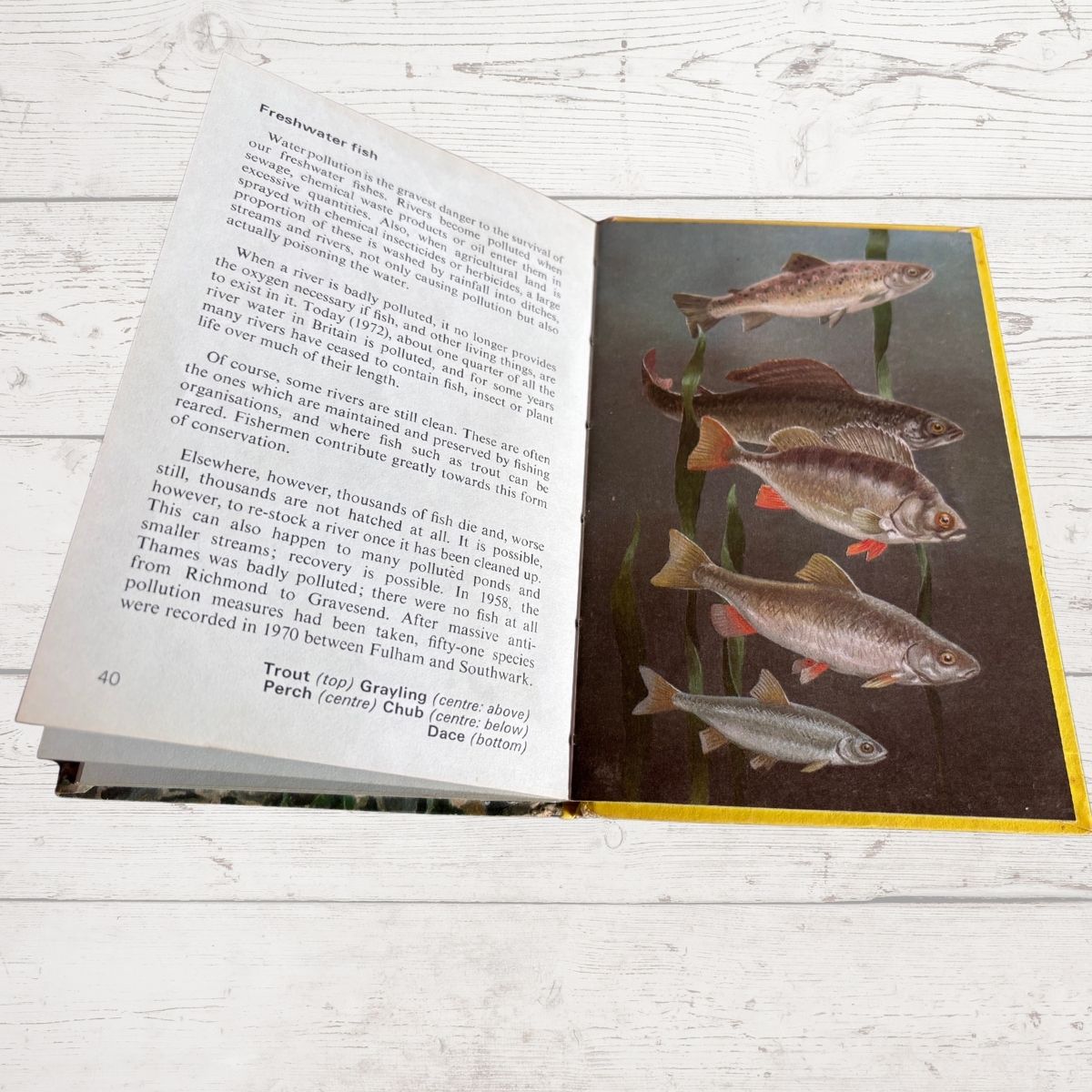 Vintage 1970s book, Wild Life in Britain. A Ladybird  Conservation Book. Series 727