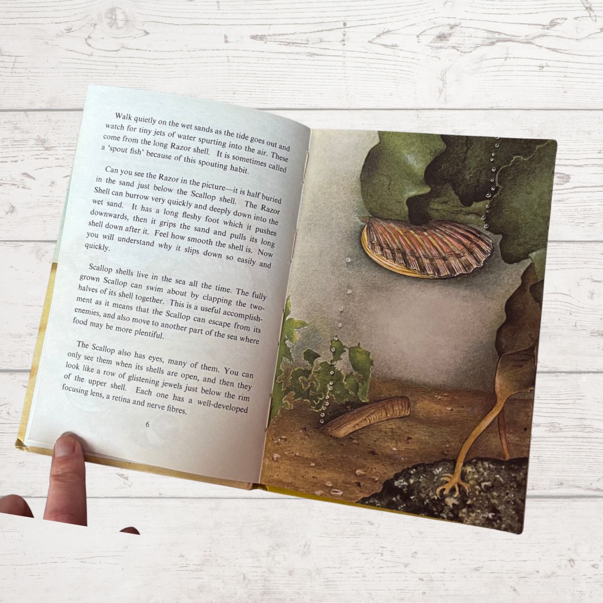 Open book with illustrated page and text on a wooden surface
