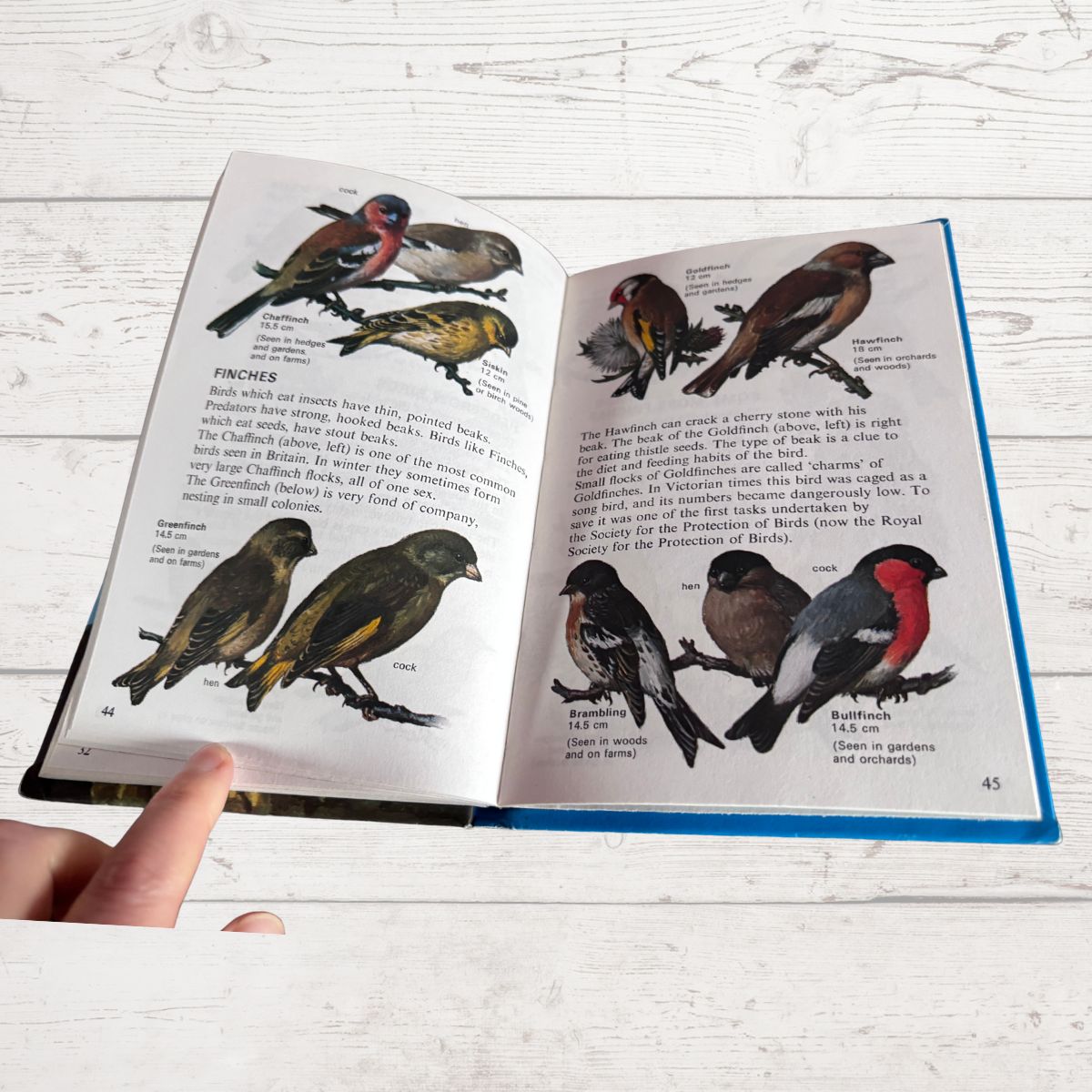 An open illustrated bird reference book spread on a white wood surface, with a person's finger pointing at the left page. The pages show labeled bird illustrations and text, including finches and warblers.
