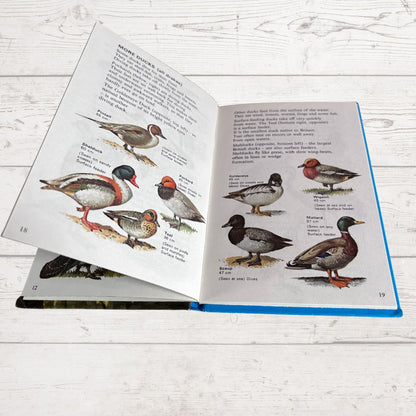 An open illustrated book showing pages with text and drawings of ducks, photographed on a white wood surface.