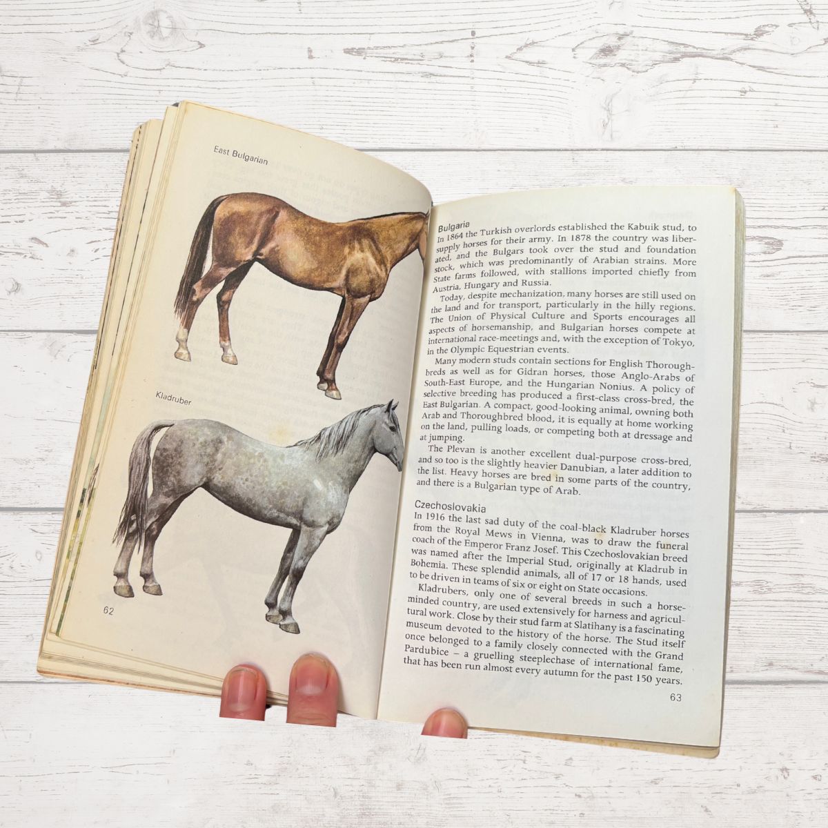 An open vintage book showing pages about English Thoroughbred horses, with a color illustration of a horse on the left page and two small photos of horses at the bottom. The book is photographed on a white wood surface with two small red objects at the bottom.