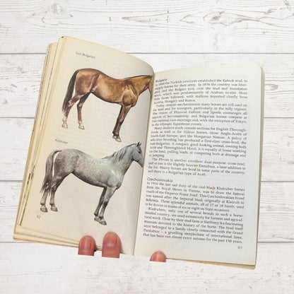 An open vintage book showing pages about English Thoroughbred horses, with a color illustration of a horse on the left page and two small photos of horses at the bottom. The book is photographed on a white wood surface with two small red objects at the bottom.