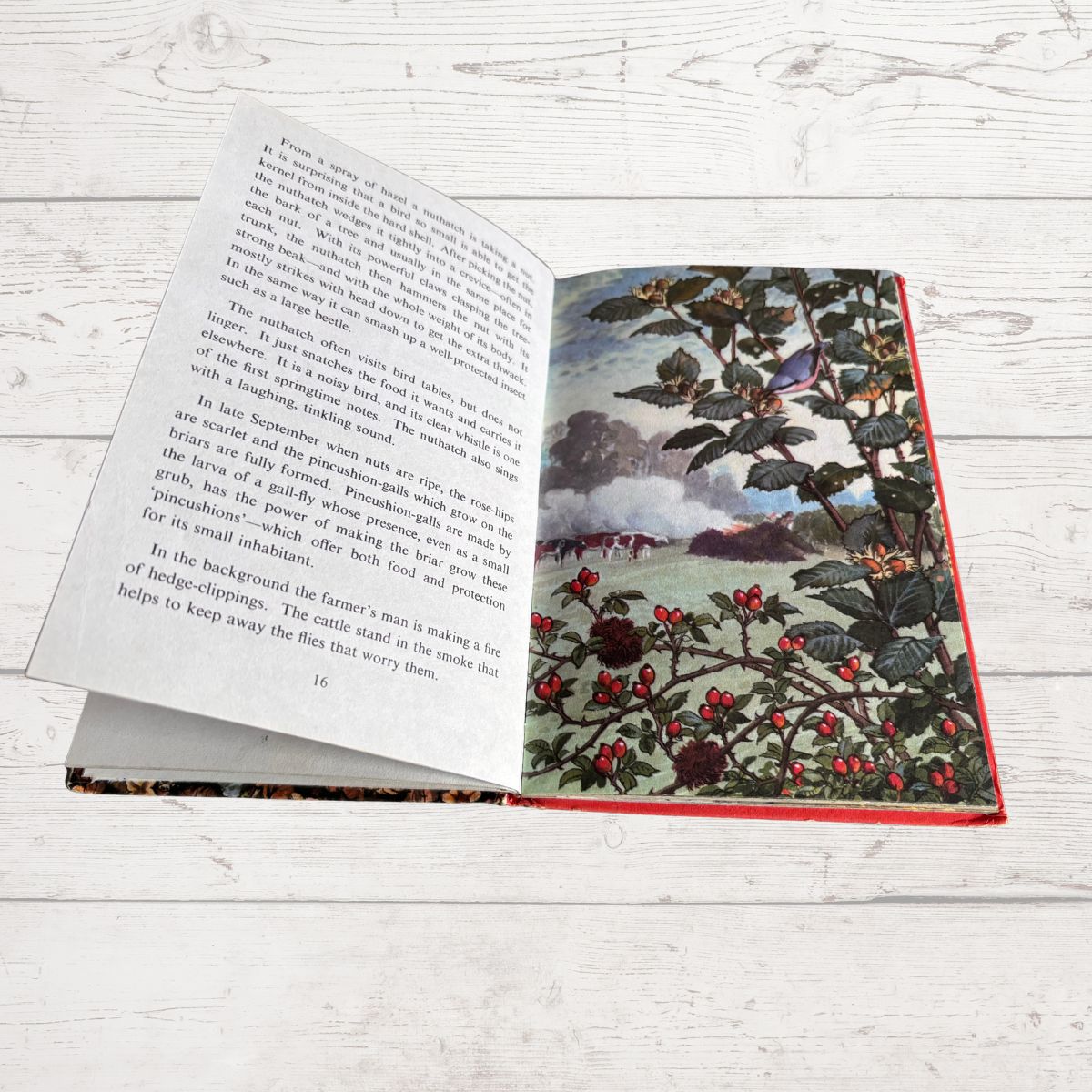 An open children's book lying on a white wood surface, showing printed text on the left page and a colorful illustration of a landscape with red berries on the right page.