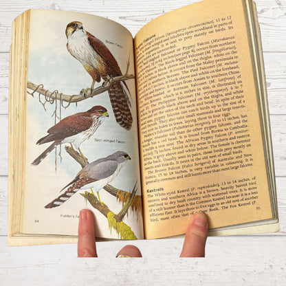 An open vintage book showing a detailed illustration of a red-tailed falcon perched on a branch, with printed text on both pages and a human finger pointing at the illustration.