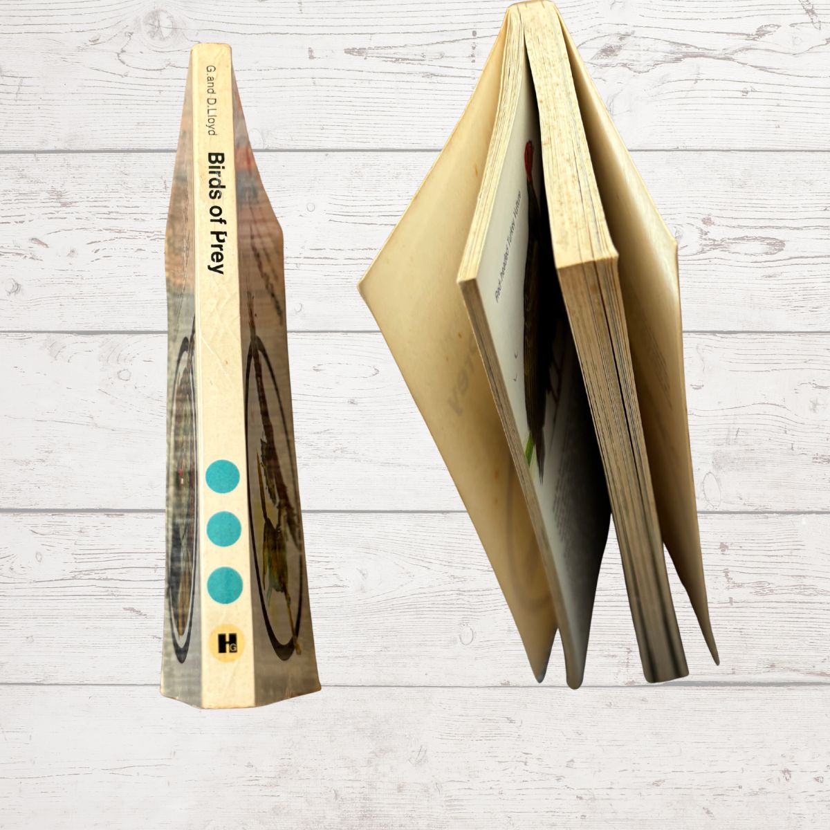 A hardcover book titled 'Birds of Prey' shown standing upright on its spine next to a matching fanned-out copy, set against a light whitewashed wood plank background.