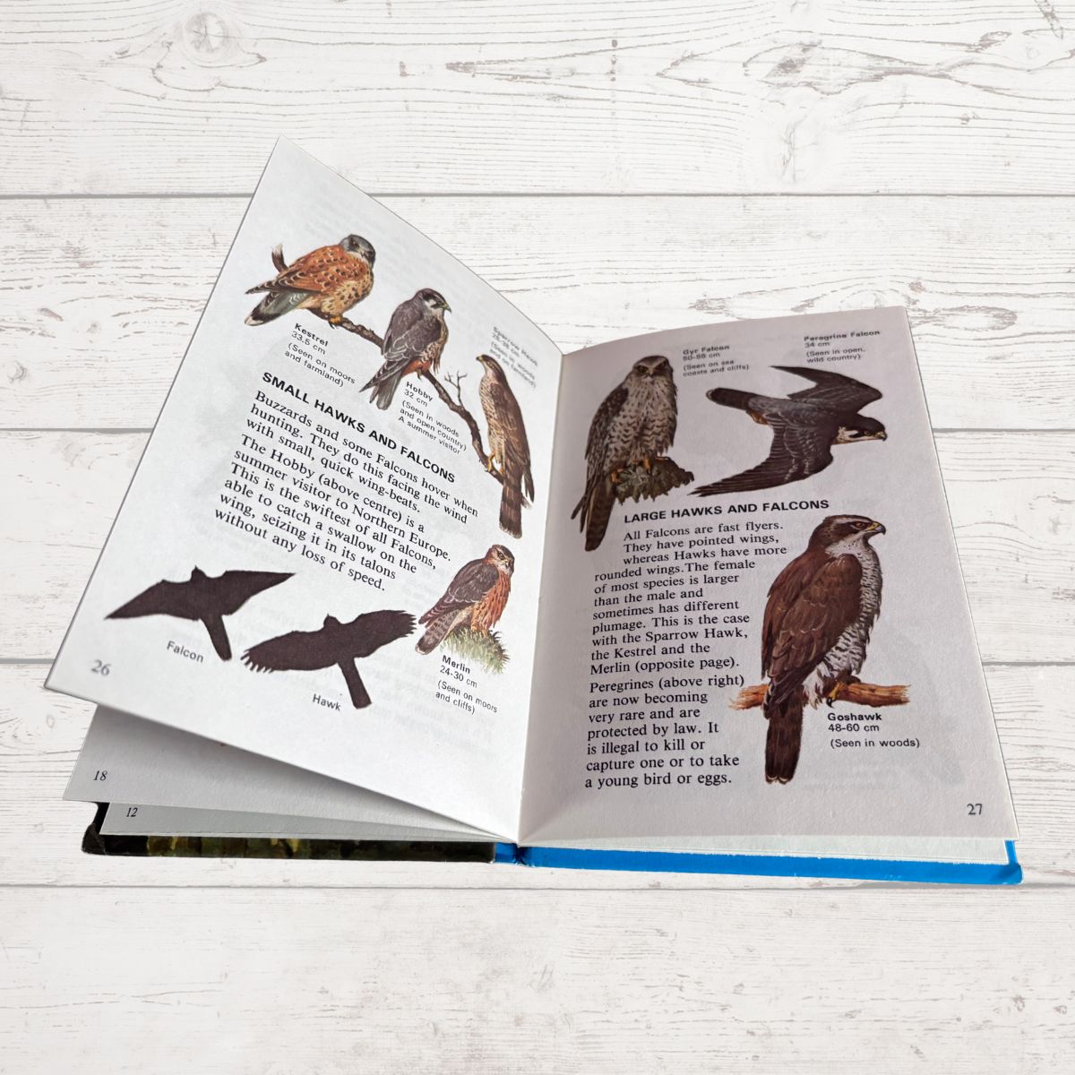 An open children's book showing illustrated pages about small and large hawks and falcons, photographed on a white wood surface.
