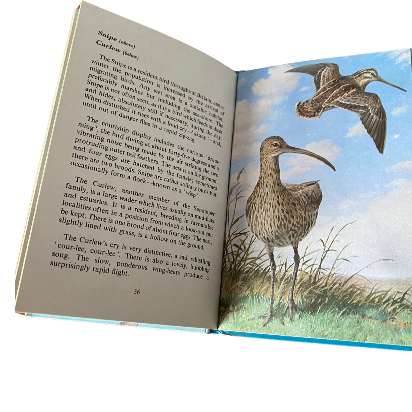Vintage 1960s ladybird book, Sea and Estuary Birds, Series 536. Great gift idea