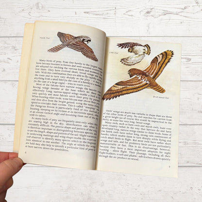 An open book showing printed text and two bird illustrations, held by a hand against a whitewashed wood background.