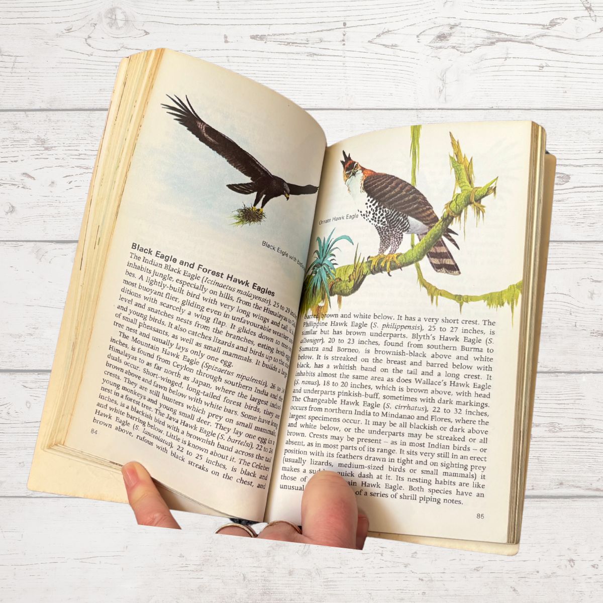 An open vintage book showing detailed illustrations of birds, including a black eagle and a forest hawk, held open by two hands against a white wood plank background.