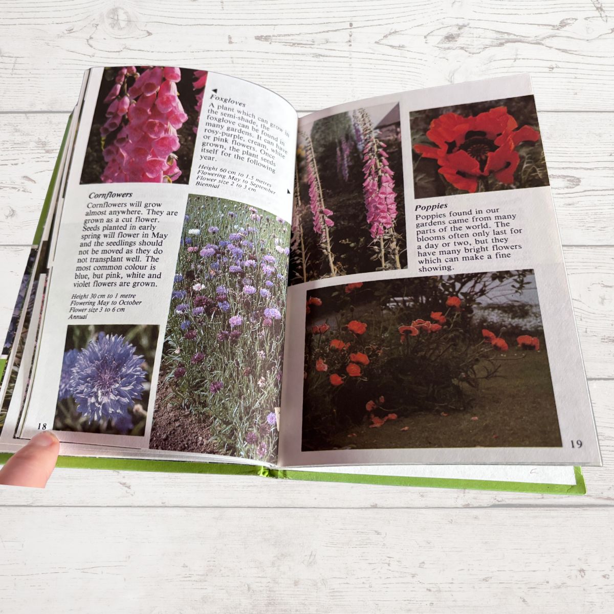An open book showing pages about different flower types, including coneflowers, foxgloves, poppies, and bluebells, held by a hand on a white wooden surface.