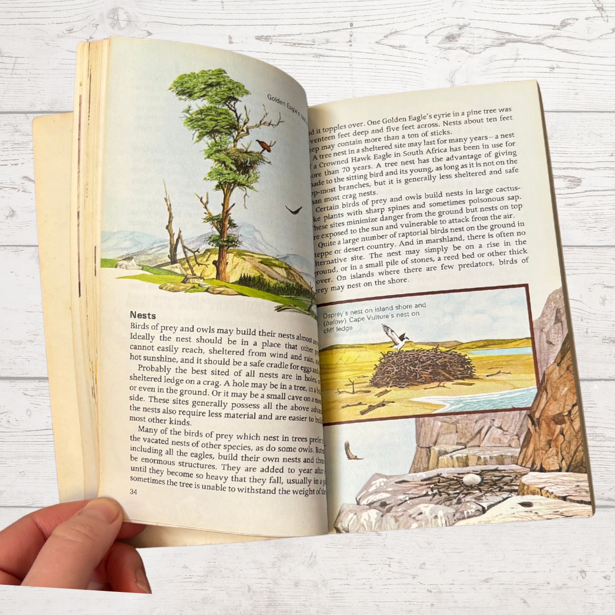 An open book showing pages about birds, with a small inset illustration of a bird in a nest. A hand is holding the left edge of the book, and the background is a white wood surface with a glass of water in the foreground.