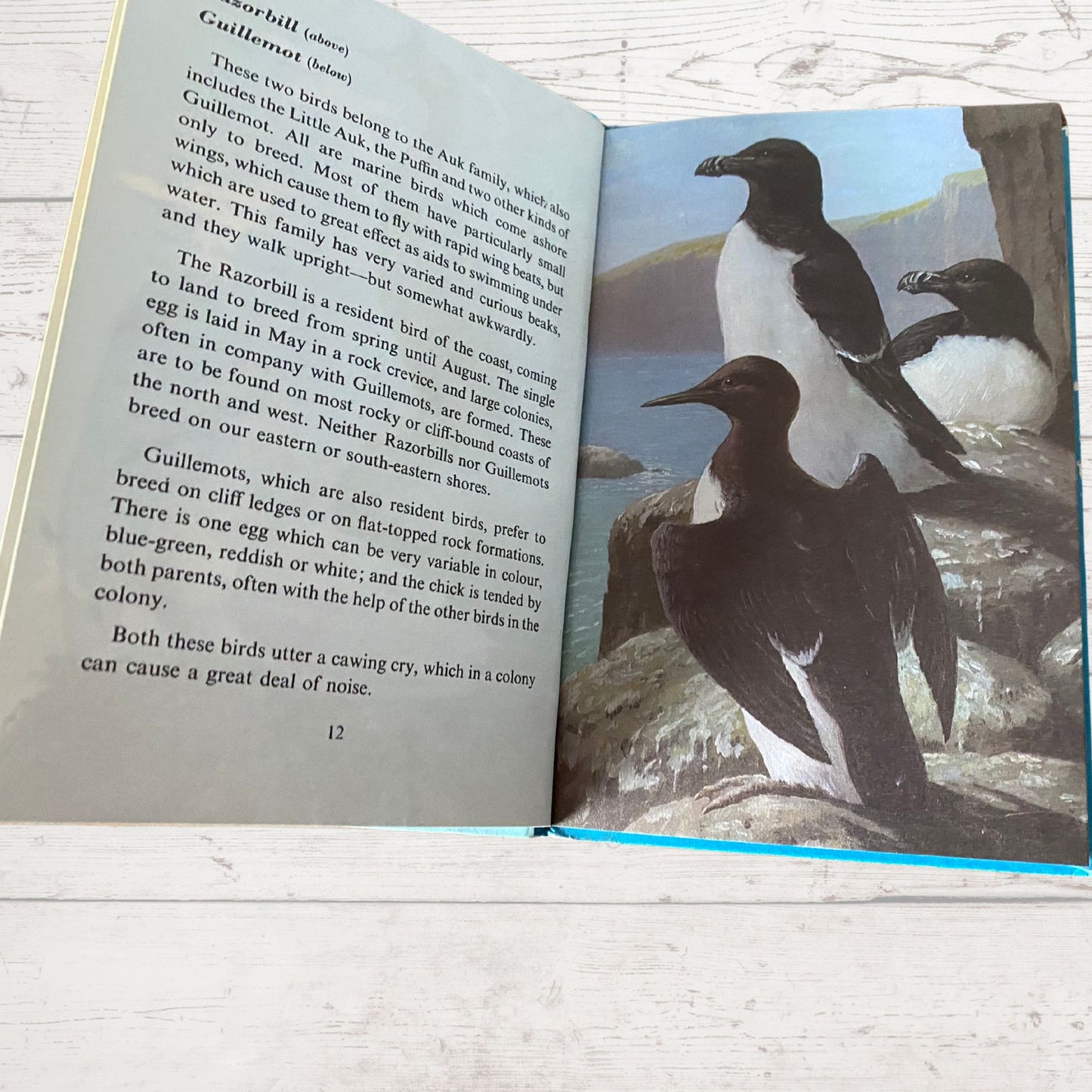 Vintage 1960s Ladybird Book: Sea and Estuary Birds, Series 536 - Illustrated Guidebook. Great gift idea