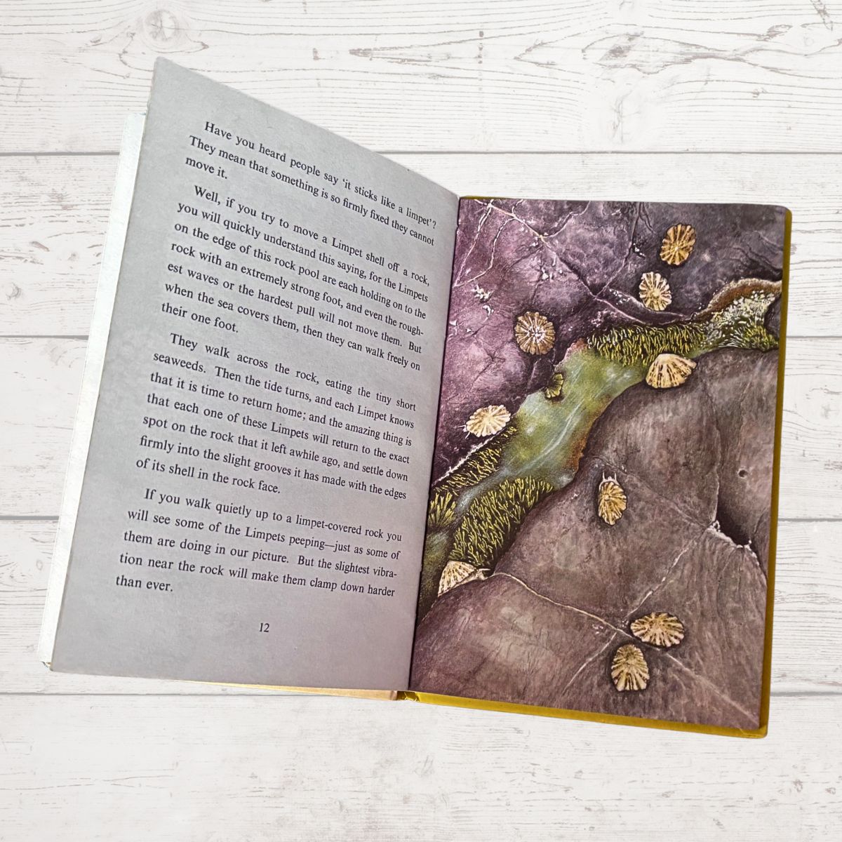 Open book with nature-themed illustration on a wooden surface
