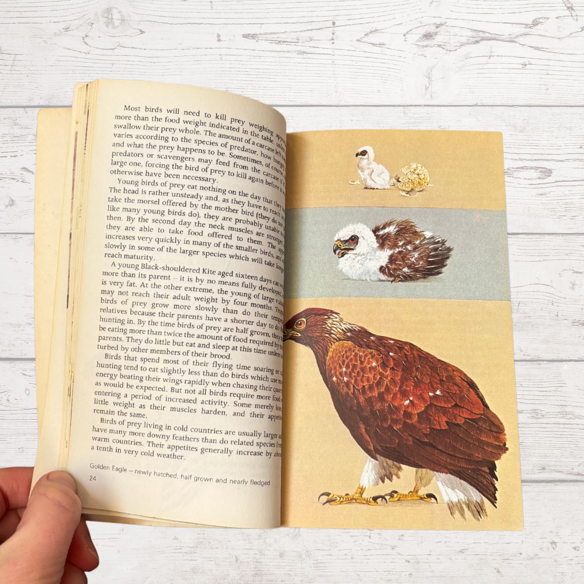An open book showing a page with text and a detailed illustration of a brown and white bird of prey, held by a hand against a white wood background.