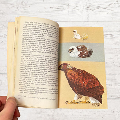 An open book showing a page with text and a detailed illustration of a brown and white bird of prey, held by a hand against a white wood background.