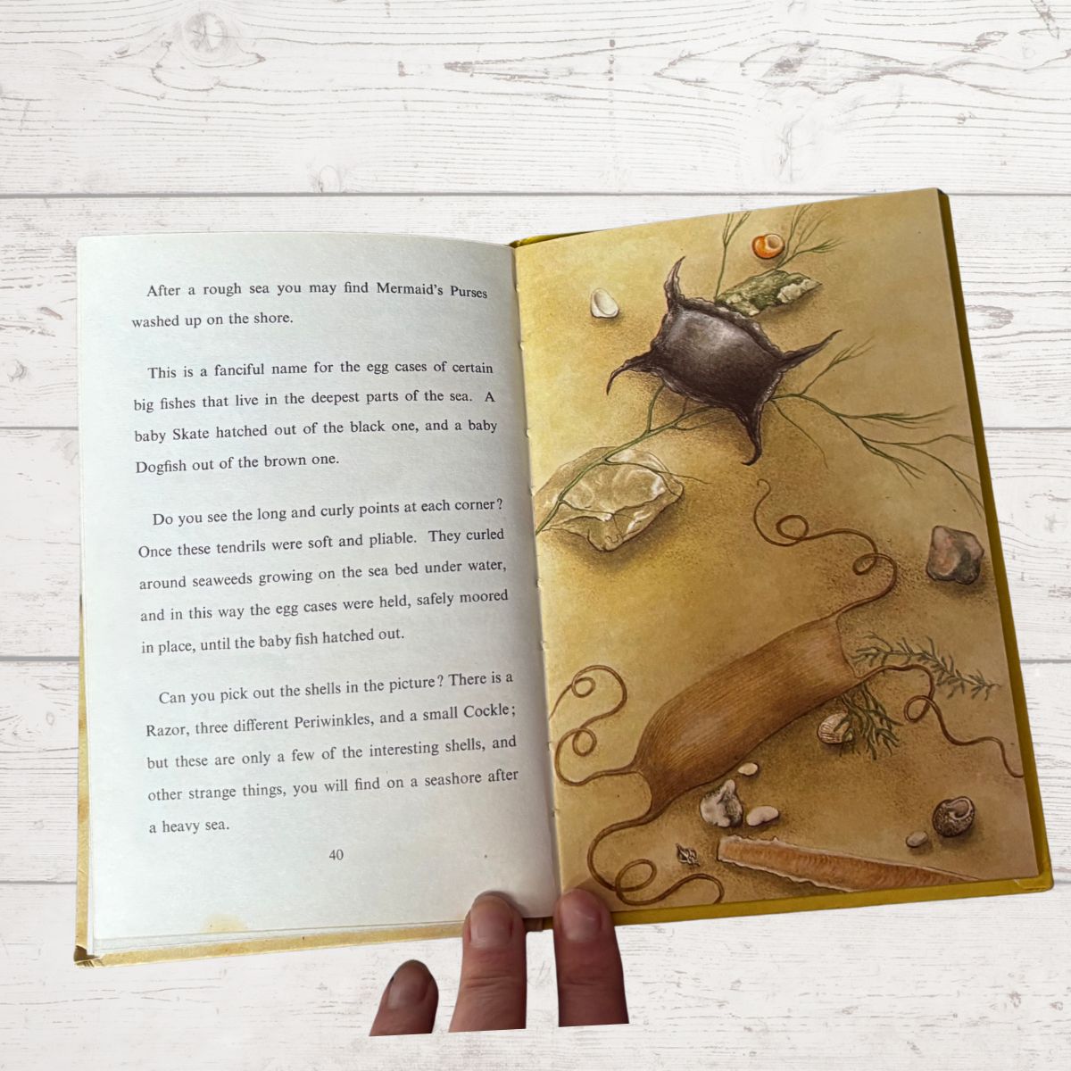 Open book with decorative cover featuring marine life illustration on a wooden surface.