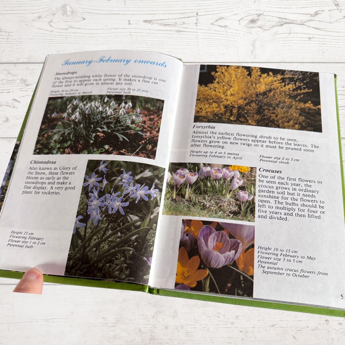 An open gardening book spread showing pages with text, photos of spring flowers, and a hand holding the left page. The pages include headings for Snowdrops, Chionaria, Faryrthia, Crocus, and other spring blooms, with small color photos and descriptions.
