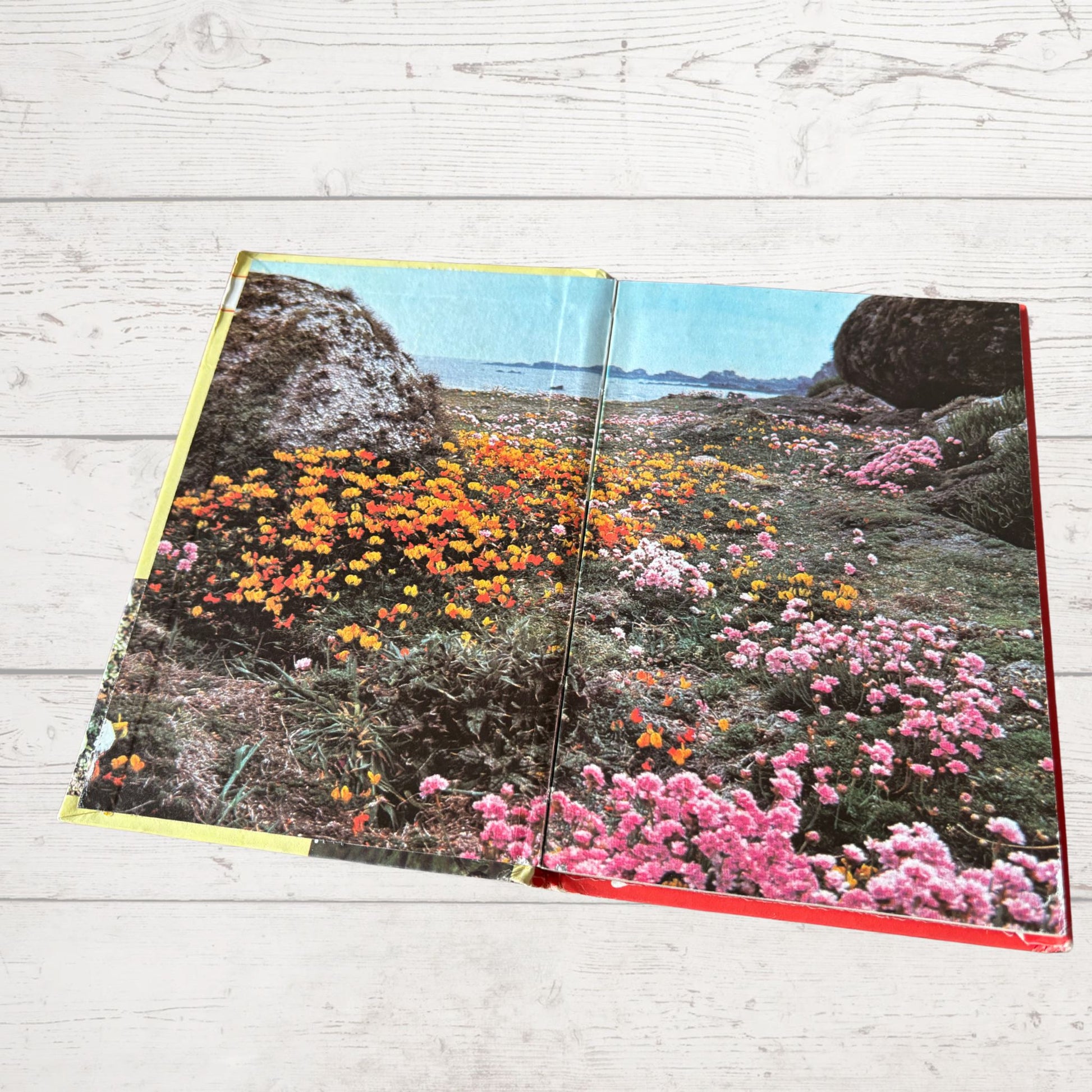 1979 vintage wild flowers ladybird guide book 