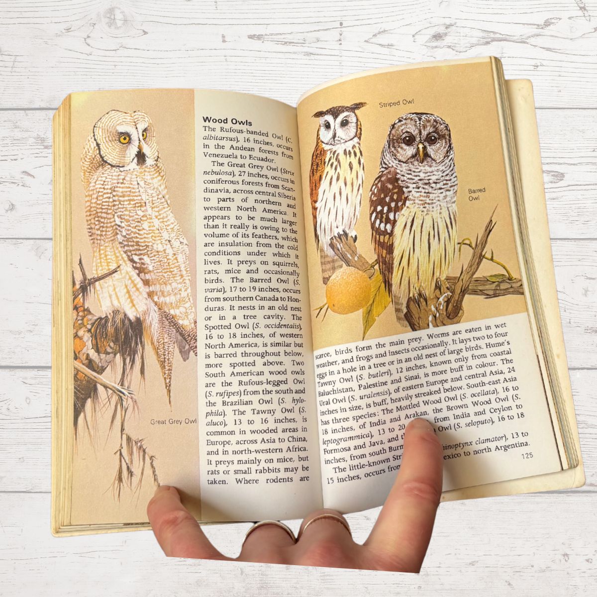 An open book showing illustrated pages about owls, with a hand holding the bottom edge. The pages feature detailed drawings of owl species alongside text, photographed on a light wood surface.