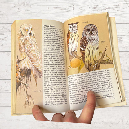 An open book showing illustrated pages about owls, with a hand holding the bottom edge. The pages feature detailed drawings of owl species alongside text, photographed on a light wood surface.