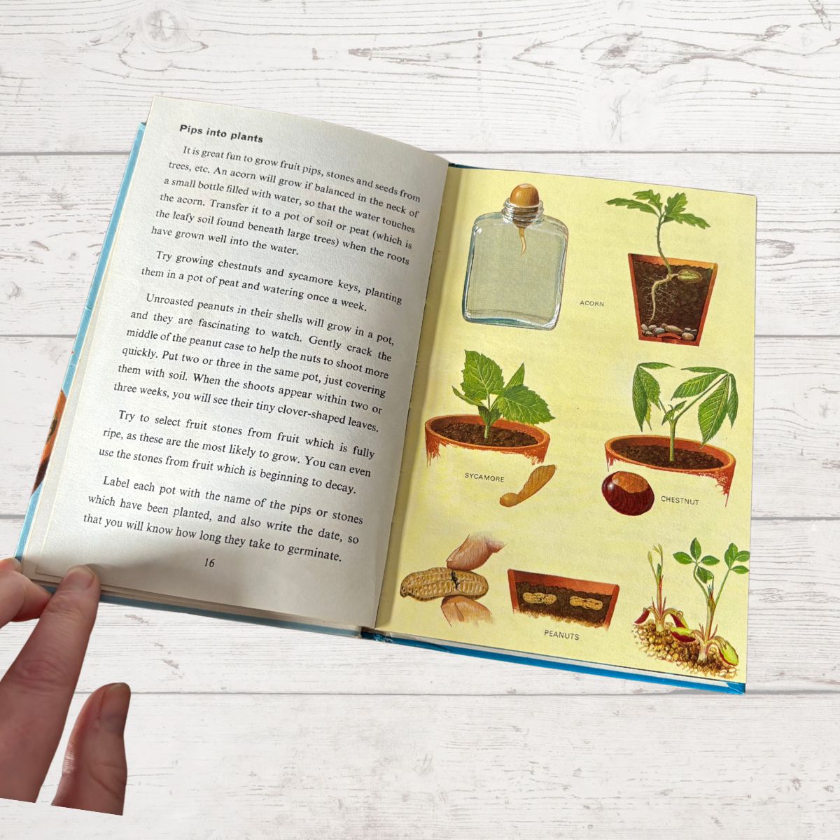 Open book with illustrations of plants and gardening tips on a wooden surface