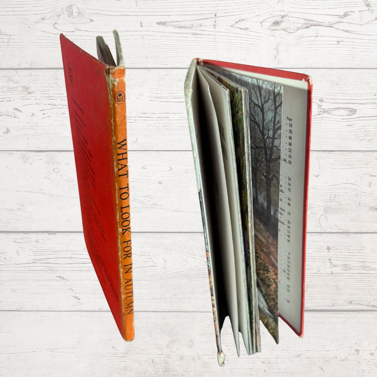 A vintage hardcover book titled 'WHAT TO LOOK FOR IN AUTUMN' is shown standing open and closed side by side on a white wood-plank background. The cover is predominantly red-orange, with the spine showing orange and black text, and the open pages displaying autumn forest photographs.