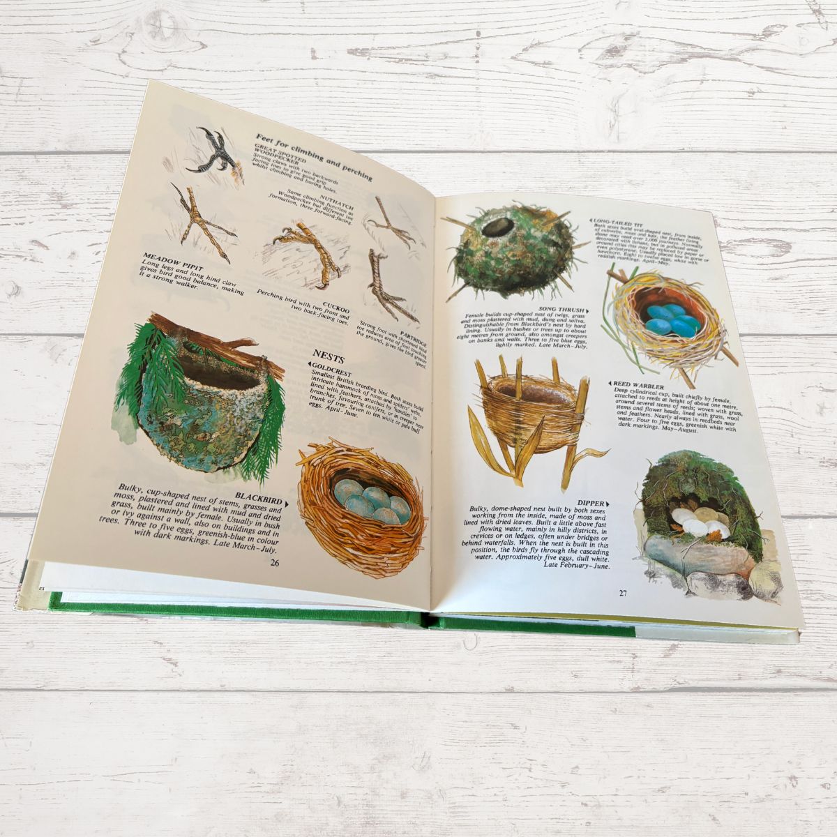 Colourful nest illustrations in a book 