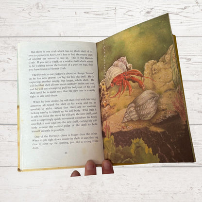 Open book with a colorful illustration of a hermit crab on a wooden surface
