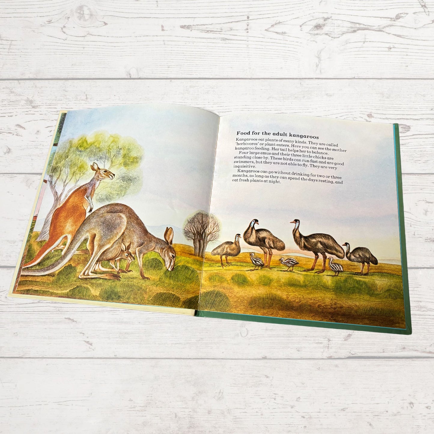 Vintage 1970s Children's Book: The Kangaroo  - Beautifully Illustrated Educational Hardback Animal & Nature Facts