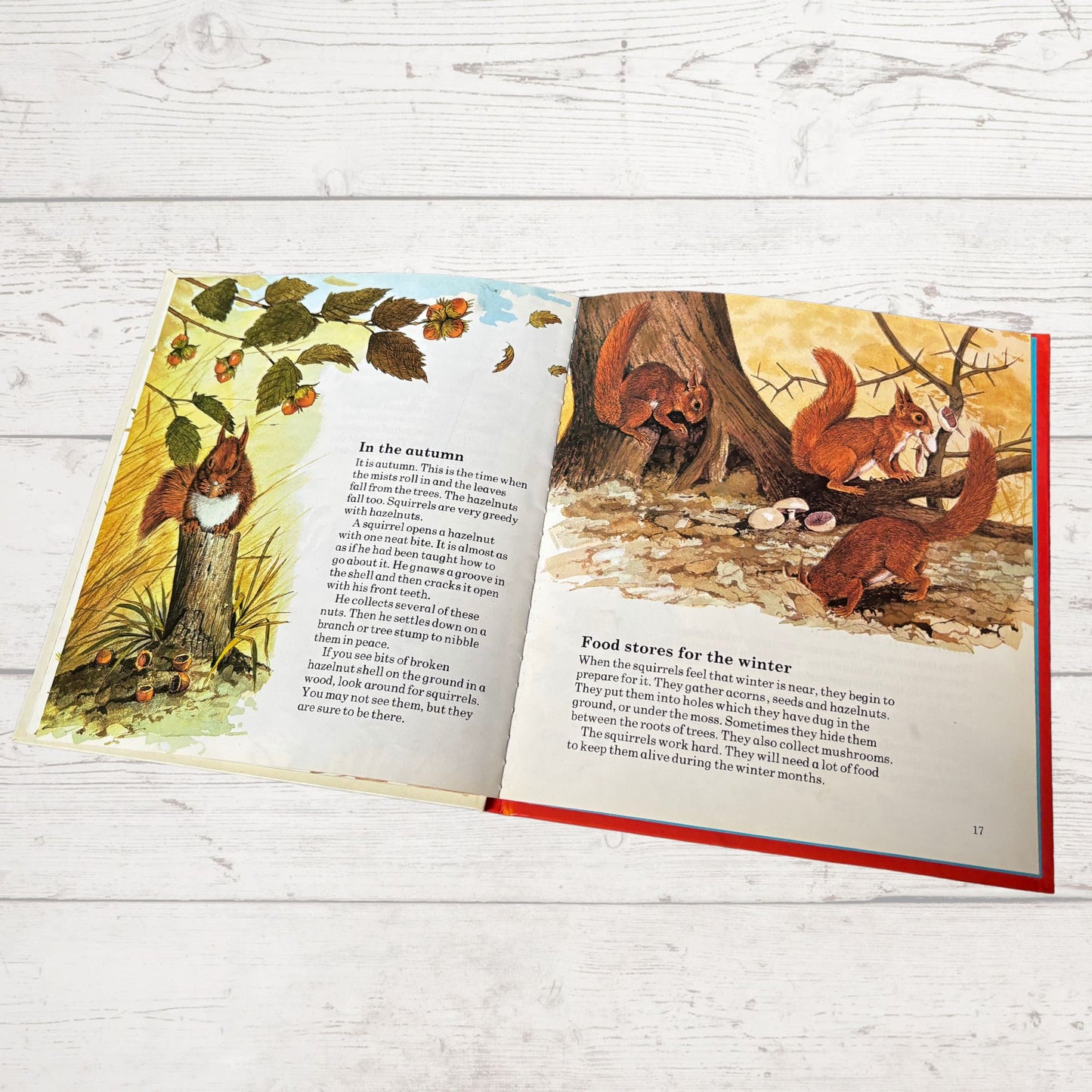 Vintage 1970s Children's Book: The Squirrel  - Beautifully Illustrated Educational Hardback Animal & Nature Facts