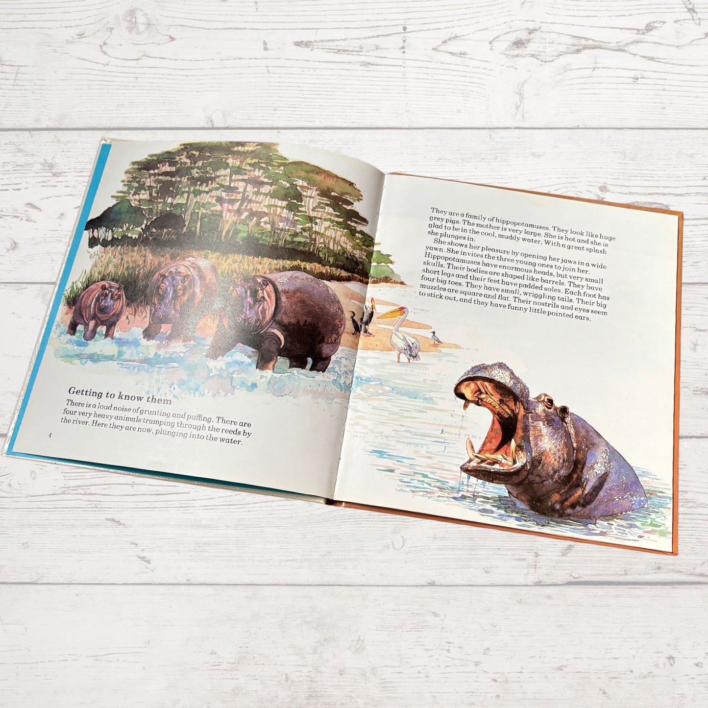 Vintage 1970s Children's Book: The Hippo  - Beautifully Illustrated Educational Hardback Animal & Nature Facts