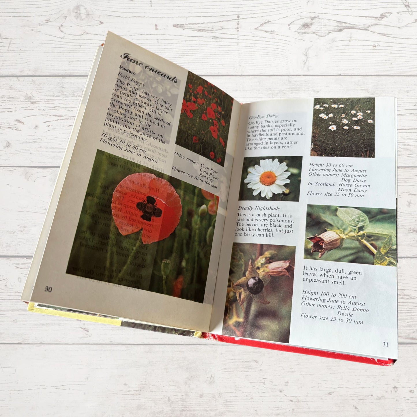 1979 vintage wild flowers ladybird guide book. colour flower photos 