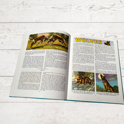 Vintage 1960s Children's Book: Wildlife - Beautifully Illustrated Colourful Hardback Encyclopaedia