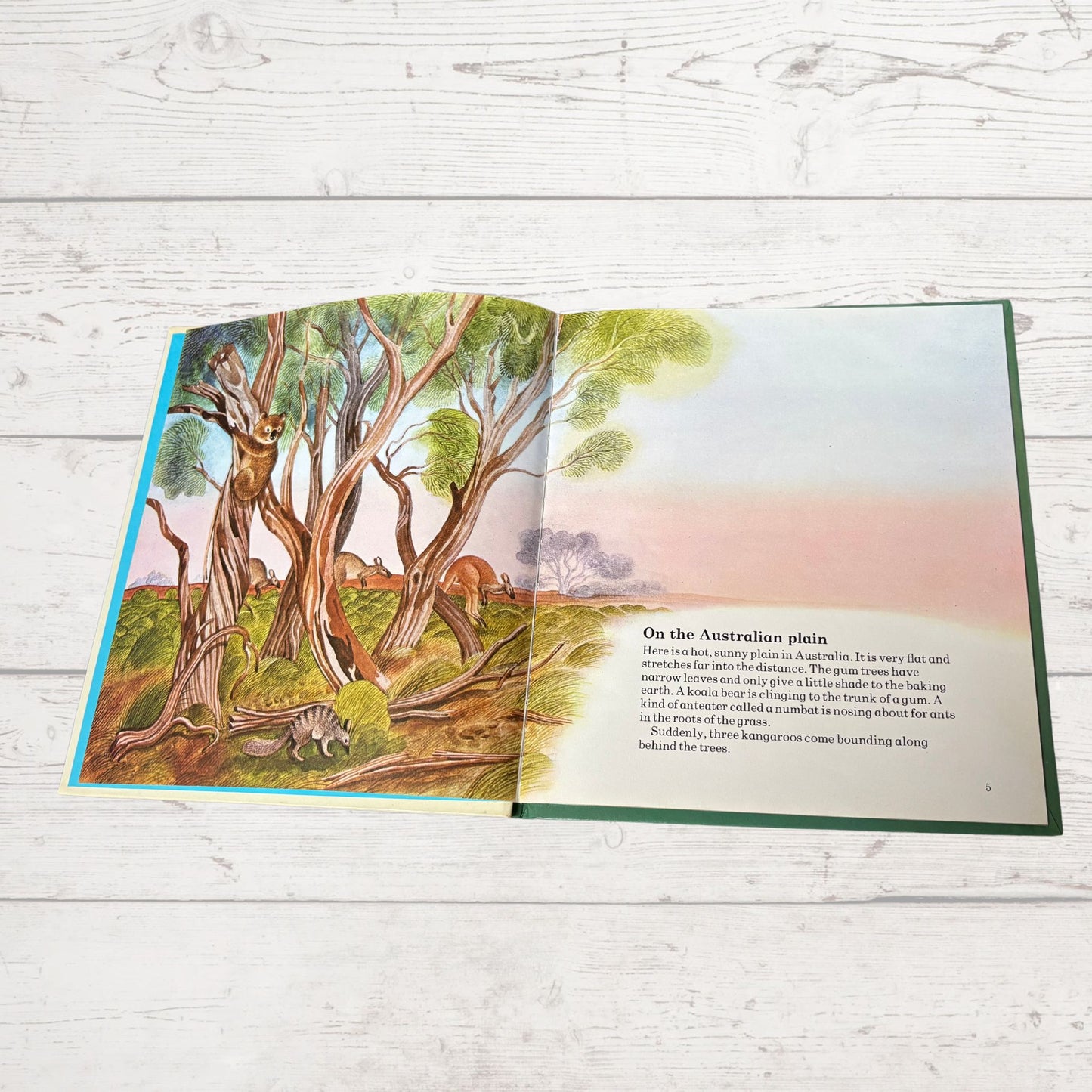 Vintage 1970s Children's Book: The Kangaroo  - Beautifully Illustrated Educational Hardback Animal & Nature Facts