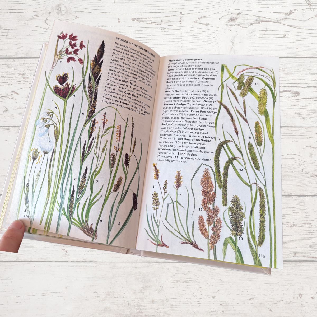 Open book with illustrations of plants on a wooden surface